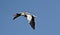 Common shelduck, Tadorna tadorna, female shelduck in flight