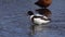 Common shelduck tadorna tadorna female. Shelduck swims and comes ashore, close up