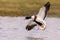 Common Shelduck - Tadorna tadorna in flight.