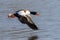 Common Shelduck - Tadorna tadorna in flight.