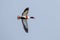 Common Shelduck - Tadorna tadorna flying overhead.