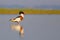 Common Shelduck - Tadorna tadorna - male