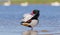 Common Shelduck - Tadorna tadorna - male