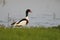 Common shelduck (tadorna tadorna) male