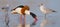 Common shelduck - Tadorna tadorna - male