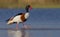 Common shelduck - Tadorna tadorna - male