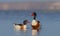 Common shelduck - Tadorna tadorna - pair