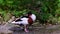 Common Shelduck, Tadorna tadorna swimming on the water