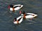 Common shelduck Tadorna tadorna. Two males and a female