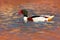 Common Shelduck, Tadorna tadorna, is waterfowl species shelduck, in the nature habitat, blue and brown autumn water level, France.