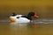 Common Shelduck, Tadorna tadorna, is waterfowl species shelduck, in the nature habitat, blue and brown autumn water level, France.