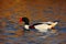 Common Shelduck, Tadorna tadorna, is waterfowl species shelduck, in the nature habitat, blue and brown autumn water level, France