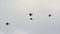 Common shelducks in flight on a cloudy sky