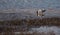 Common shell duck wading through the estuary water