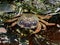 Common shore crab