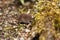 Common shrew, Sorex araneus