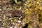 Common shrew, Sorex araneus