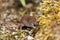 Common shrew, Sorex araneus