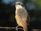 Common Shrike Bird