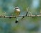 Common Shrike, Lanius collurio, male