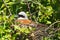 Common Shrike, Lanius collurio, male