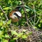 Common Shrike, Lanius collurio, male