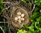 Common Shrike, Lanius collurio. Nest with eggs
