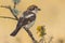 Common Shrike, Senator Lanius, perched on a branch against an unfocused ocher background.