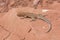Common Side-Blotched Lizard in the Desert