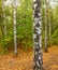 Common silver birch, Betula verrucosa