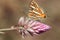 Common silverline butterfly on a flower