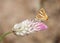Common silverline butterfly on a flower