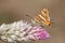 Common silverline butterfly on a flower