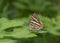 Common Silverline Butterfly seen at Mumbai,Maharashtra,India