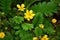 Common silverweed