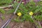 Common Silverweed   813288