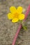 Common Silverweed - Argentina anserina