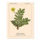 Common silverweed or silver cinquefoil argentina anserina , medicinal plant