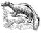 Common Skunk, vintage illustration