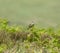 Common Skylark on Bracken