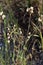 Common Slender bushback