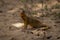 Common slender mongoose on sand eyeing camera