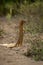 Common slender mongoose up on hind legs