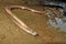 Common Slowworm, Deaf Adder, Anguis fragilis, Redes Natural Park, Spain