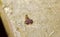 Common small wood scorpion, Euscorpius sicanus, hunting on a wall in Maltese Islands, Malta