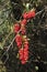 Common smilax, sarsaparille