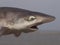 Common smooth-hound shark