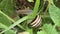 Common snail, mollusk, gastropod, eating, food, wild, slow animal, macro