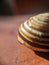 Common snail shell with shadow  - garden snail