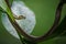 The common snake on the tree in Tangkoko National Park, Sulawesi, exotic adventure trip in Southeast Asia